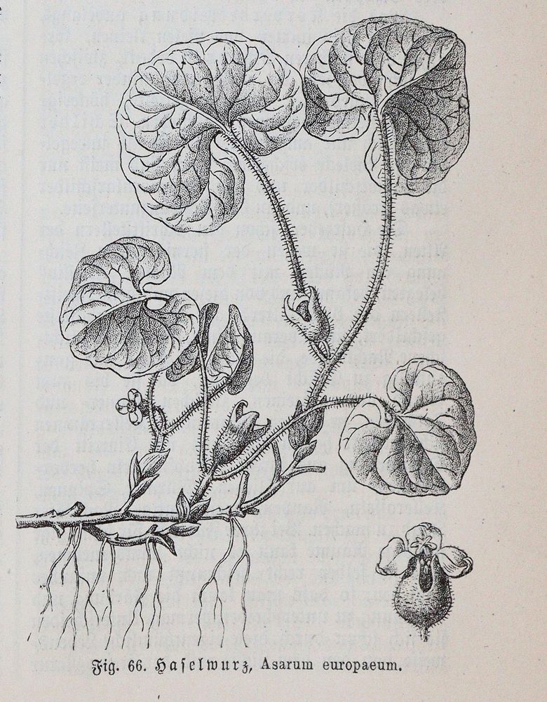 Große Abbildung Nr.9: 139-555 Dombrowski,R.Ritter v.: (Jagd)
