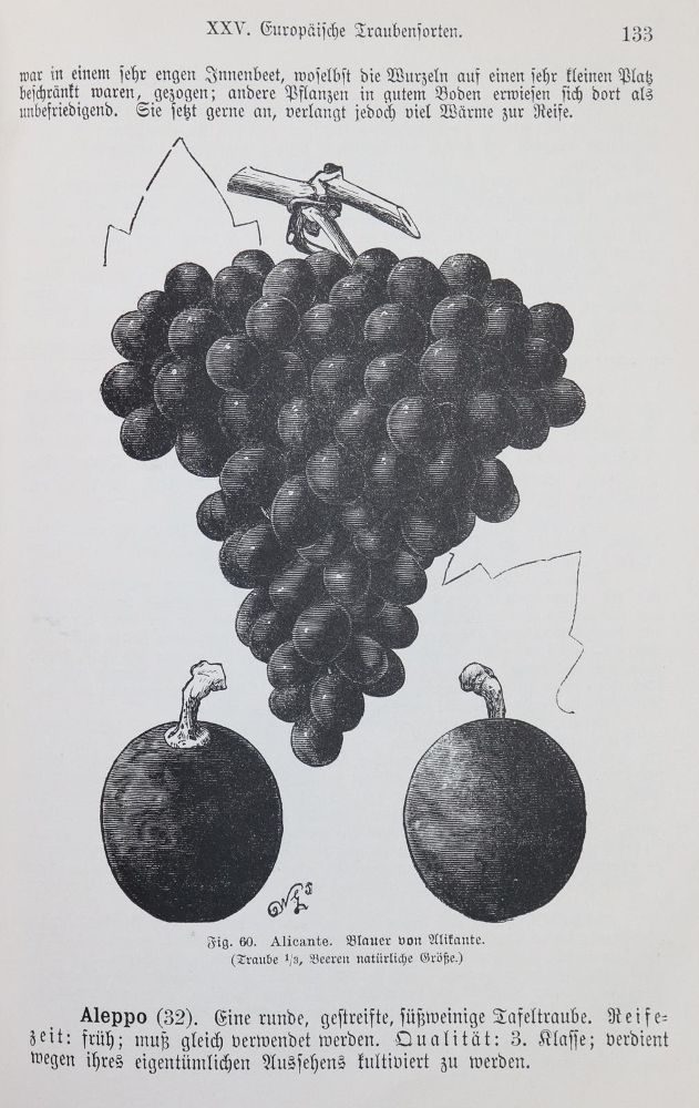 Große Abbildung Nr.1: 139-594 Barron,A.F.: (Küche und Haushalt, Getränke, Wein und Weinbau)