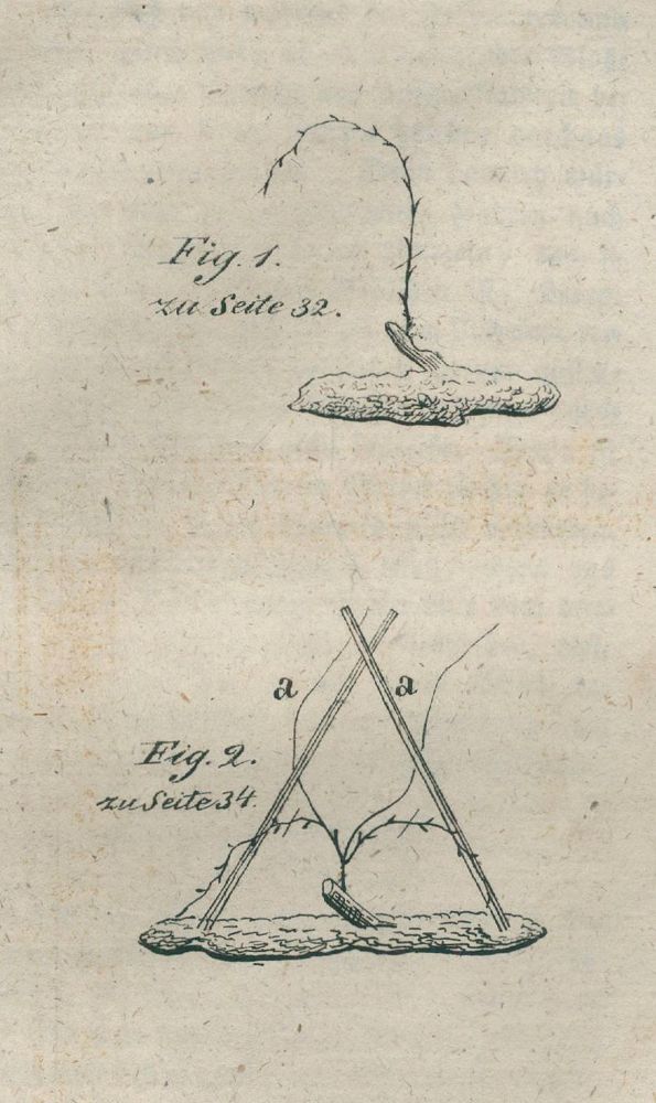 Große Abbildung Nr.2: 139-598 Kolbe,J.H.: (Küche und Haushalt, Getränke, Wein und Weinbau)