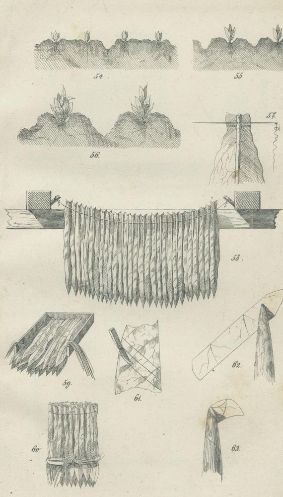 Große Abbildung Nr.1: 139-665 Babo, A. v. u. F. Hoffacker.: (Land- und Forstwirtschaft, Landwirtschaft, Tabak)