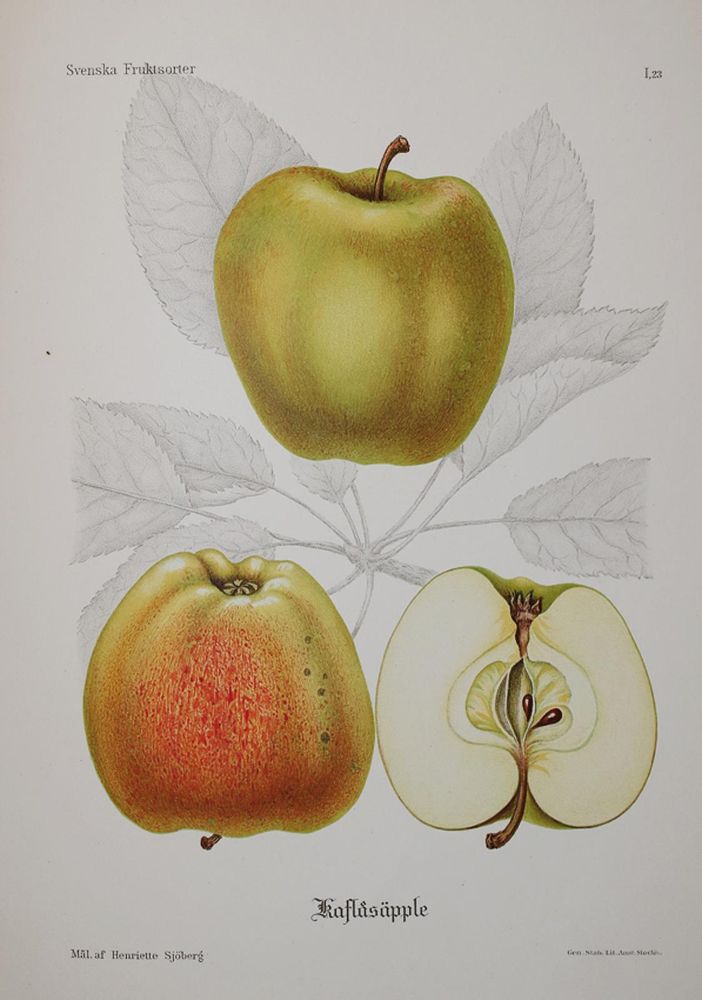 Große Abbildung Nr.1: 139-672 Pihl,A. u. J.Erikson.: (Land- und Forstwirtschaft, Obstbau)