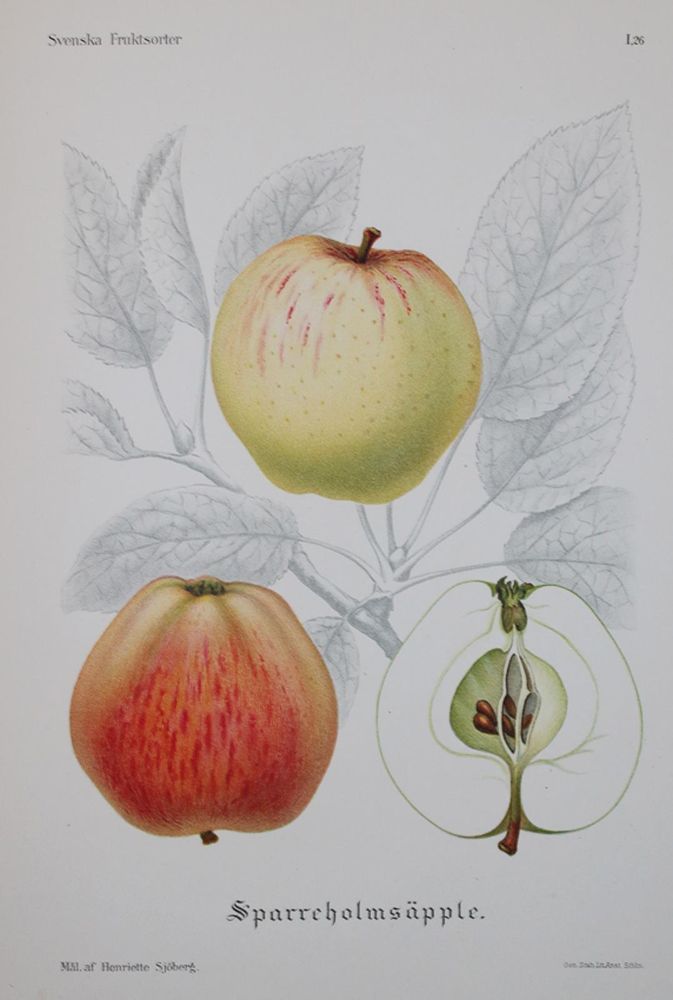 Große Abbildung Nr.2: 139-672 Pihl,A. u. J.Erikson.: (Land- und Forstwirtschaft, Obstbau)