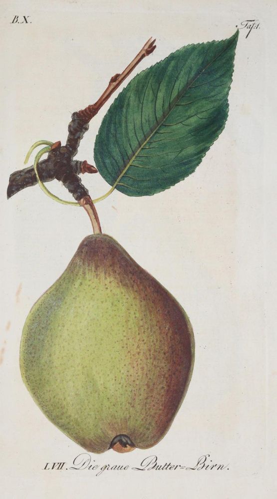 Große Abbildung Nr.2: 139-673 Sickler,J.V.: (Land- und Forstwirtschaft, Obstbau)