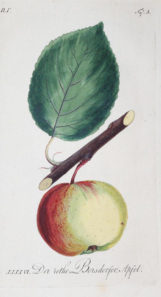 Große Abbildung Nr.3: 139-673 Sickler,J.V.: (Land- und Forstwirtschaft, Obstbau)