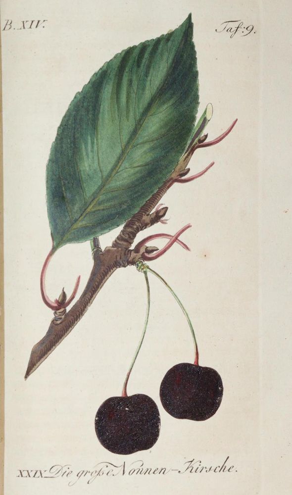 Große Abbildung Nr.4: 139-673 Sickler,J.V.: (Land- und Forstwirtschaft, Obstbau)