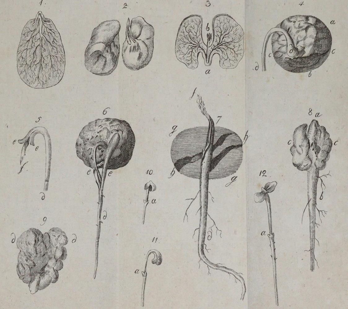 Große Abbildung Nr.2: 139-679 Sickler,J.V.: (Land- und Forstwirtschaft, Pomologie)