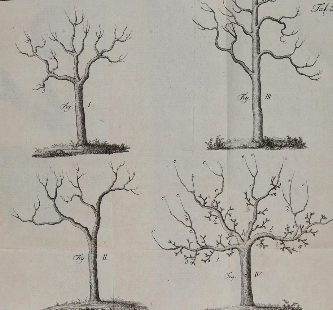 Große Abbildung Nr.4: 139-679 Sickler,J.V.: (Land- und Forstwirtschaft, Pomologie)