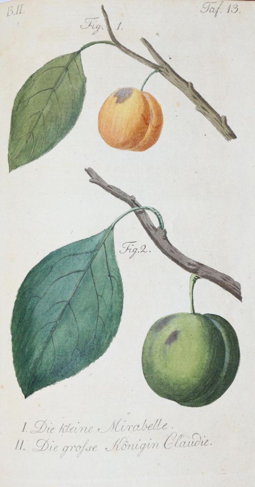 Große Abbildung Nr.3: 139-680 Sickler,J.V.: (Land- und Forstwirtschaft, Pomologie)
