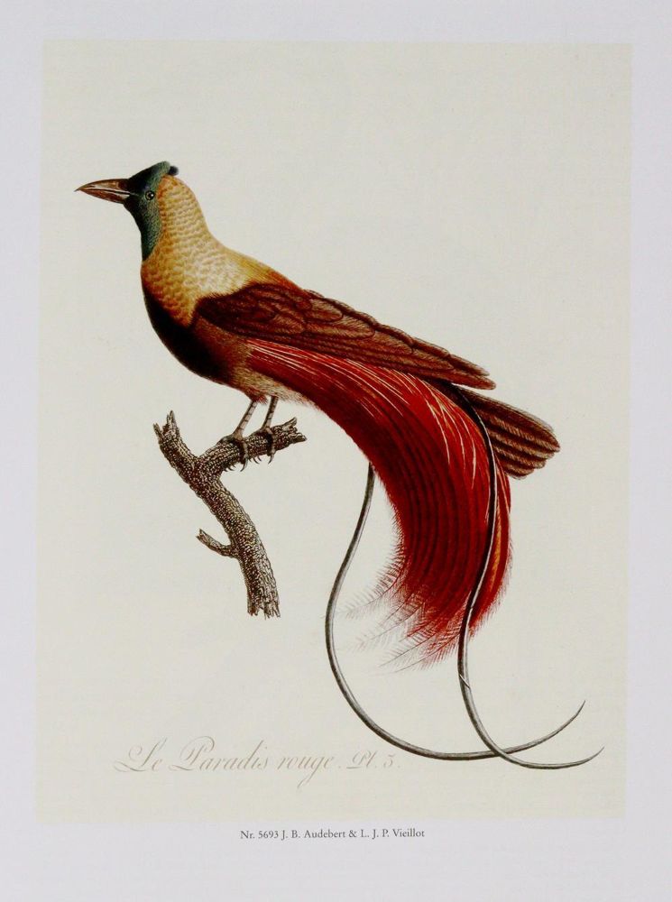 Große Abbildung Nr.1: 139-887 Sammlung: (Zoologie)