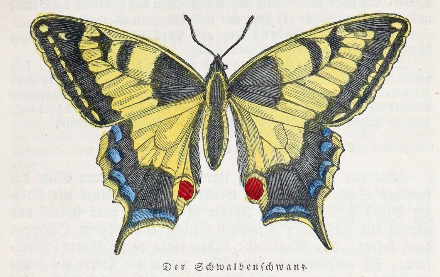 Große Abbildung Nr.1: 139-931 Baumann,J.: (Kinder- und Jugendbücher)