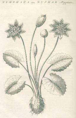 Bild Nr.2: 139-1458 Alpino,P.: (Botanik, Ägypten)