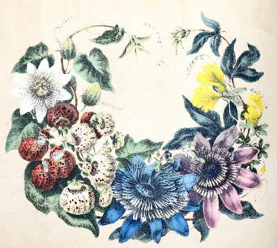 Bild Nr.3: 139-1460 Blumen-Album: (Botanik)