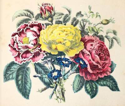 Bild Nr.4: 139-1460 Blumen-Album: (Botanik)