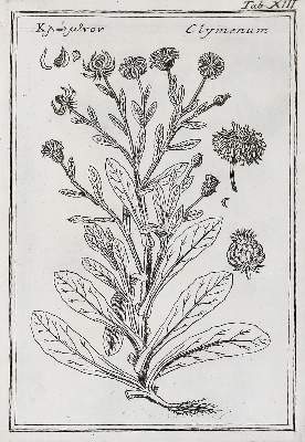 Bild Nr.1: 139-1462 Colonna,F.: (Botanik)