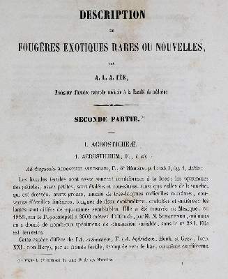 Bild Nr.2: 139-1463 Fee,A.L.A.: (Botanik)