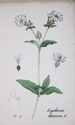 Bild Nr.1: 139-1465 (Labram,J.D.: (Botanik, Hegetschweiler)