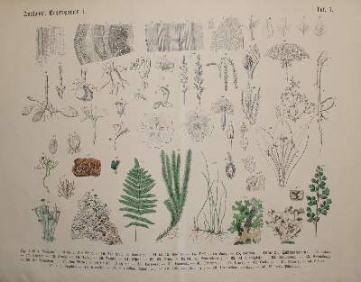 Bild Nr.1: 139-1466 Hoffmann,C.: (Botanik)