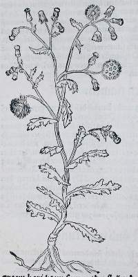Bild Nr.2: 139-1468 Bock,H.: (Botanik, Kräuterbücher)