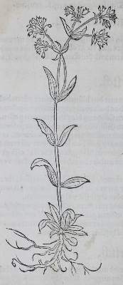 Bild Nr.3: 139-1468 Bock,H.: (Botanik, Kräuterbücher)