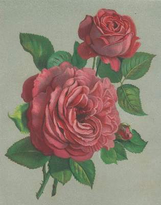 Bild Nr.3: 139-1473 Nestel,H.: (Botanik)