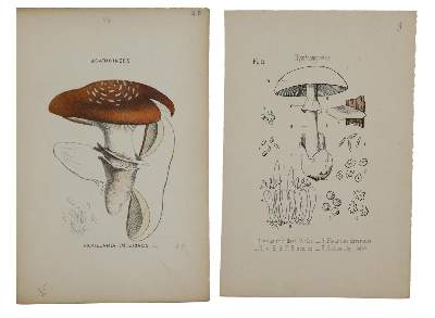 Bild Nr.2: 139-1478 Gillet,C.C.: (Botanik, Pilze)