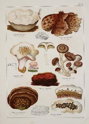 Bild Nr.1: 139-1480 Pabst,G. (Hrsg.).: (Botanik, Pilze)