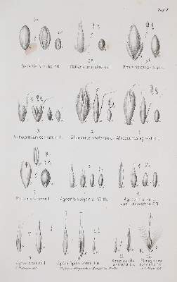 Bild Nr.1: 139-1486 Sammlung: (Botanik)