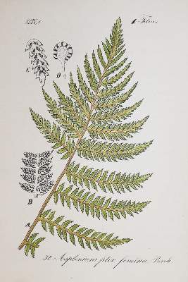 Bild Nr.2: 139-1488 Schlechtendahl,D.F.L. u. L.E.Langenthal.: (Botanik)