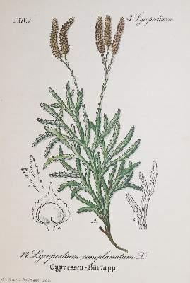 Bild Nr.3: 139-1488 Schlechtendahl,D.F.L. u. L.E.Langenthal.: (Botanik)