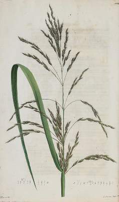 Bild Nr.2: 139-1490 Schreber,J.C.D.: (Botanik)