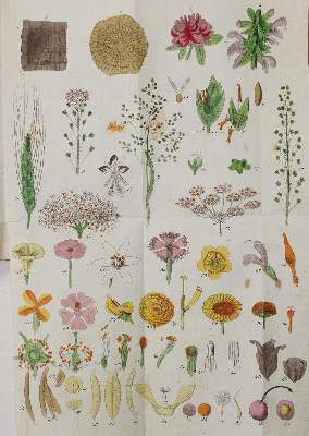 Bild Nr.1: 139-1496 Veith,(J.).E.: (Botanik)