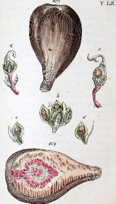 Bild Nr.1: 139-1497 Wilhelm,G.T.: (Botanik)