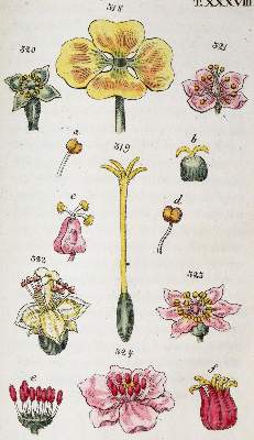 Bild Nr.2: 139-1497 Wilhelm,G.T.: (Botanik)