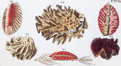 Bild Nr.2: 139-1498 Wilhelm,G.T.: (Botanik)