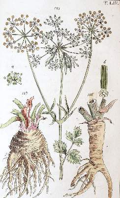 Bild Nr.2: 139-1499 Wilhelm,G.T.: (Botanik)