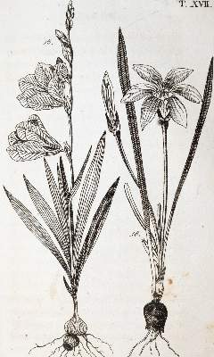 Bild Nr.1: 139-1500 (Wilhelm,G.T.).: (Botanik)