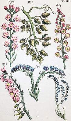 Bild Nr.1: 139-1501 Wilhelm,G.T.: (Botanik)