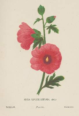 Bild Nr.1: 139-1503 Zeller,H. (geb. Gobat).: (Botanik)