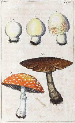 Bild Nr.1: 139-1562 (Wilhelm,G.T.).: (Medizin, Pharmazie)