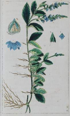 Bild Nr.2: 139-1562 (Wilhelm,G.T.).: (Medizin, Pharmazie)