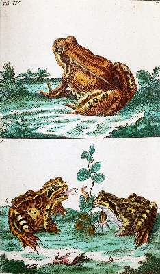 Bild Nr.1: 139-1593 (Wilhelm,G.T.).: (Zoologie, Amphibien)