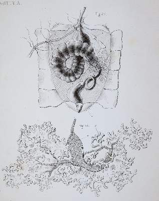 Bild Nr.1: 139-1594 Girdwoyn,M.: (Zoologie, Bienen)