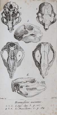 Bild Nr.2: 139-1595 Cuvier,(G.).: (Zoologie)