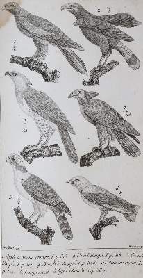 Bild Nr.3: 139-1595 Cuvier,(G.).: (Zoologie)