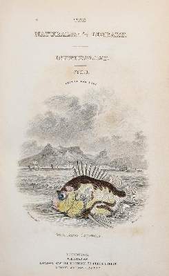 Bild Nr.1: 139-1599 Jardine,W.: (Zoologie, Fische)