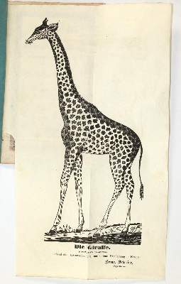 Bild Nr.2: 139-1602 Giraffe.: (Zoologie)