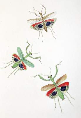 Bild Nr.4: 139-1603 Charpentier,T.v.: (Zoologie, Heuschrecken)