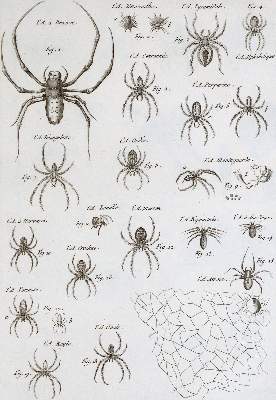 Bild Nr.1: 139-1605 Latreille,(P.A.).: (Zoologie, Insekten)