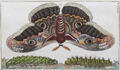Bild Nr.1: 139-1607 Wilhelm,G.T.: (Zoologie, Insekten)