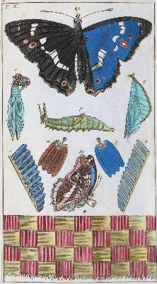 Bild Nr.2: 139-1607 Wilhelm,G.T.: (Zoologie, Insekten)